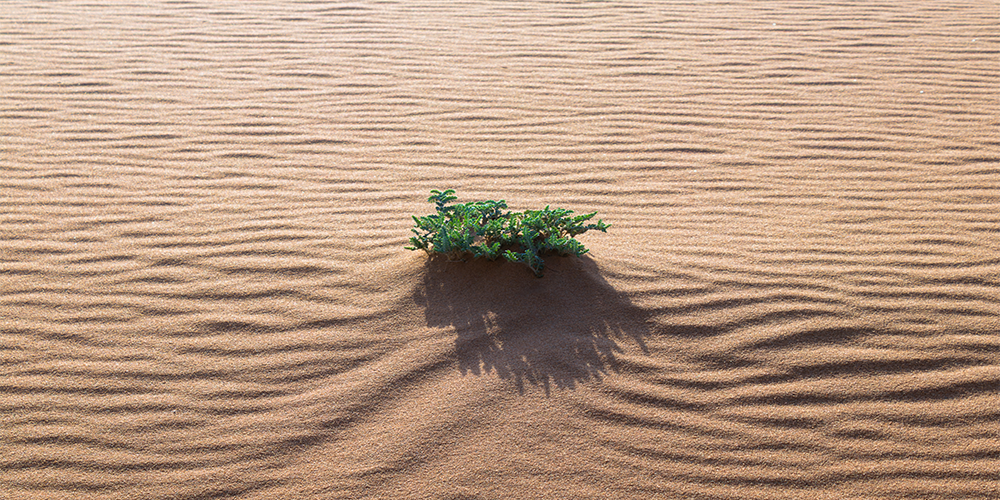 Gulf resilience